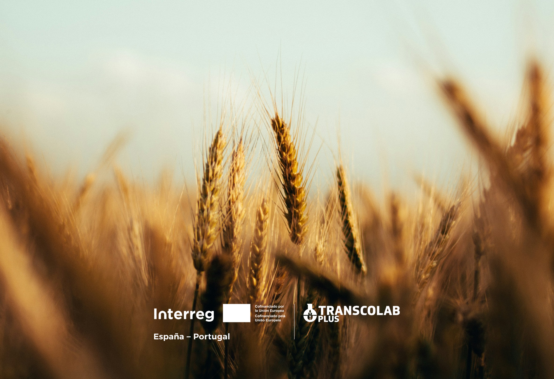 Espigas de trigo barbilla en un campo cerealista, imagen del proyecto transfronterizo TRANSCOLAB PLUS sobre innovación agroalimentaria y valorización de recursos.